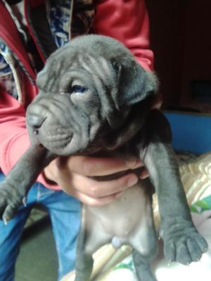 cachorro pitbull sharpei hembra