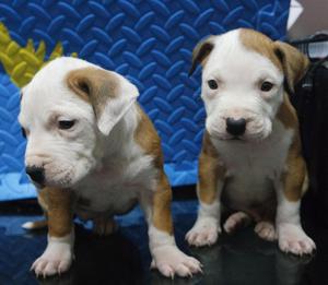 pitbull cachorros