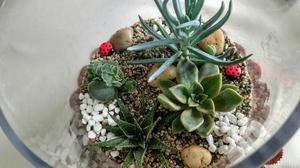 Terrario Cactus Jardin Miniatura