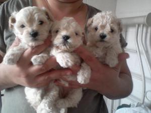 ADORABLES CACHORROS POODLE TOY APROVECHE