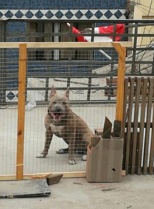 American Bully Pitbull Bull Terrier