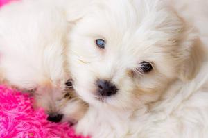 BICHON MALTES CACHORROS