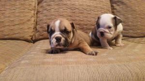 BULLDOG INGLES CACHORRITOS