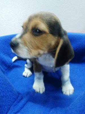 Beagle Cachorro