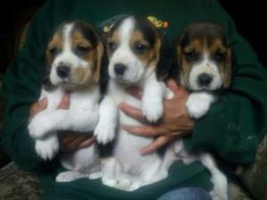 Beagles Hermosos Cachorritos
