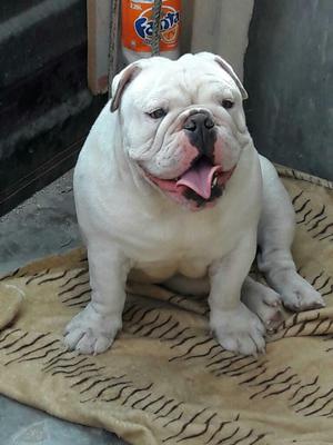 Bulldog Ingles