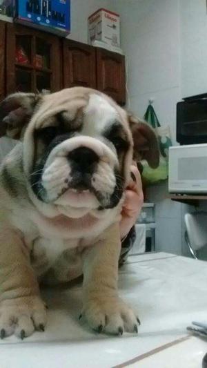 Bulldog Ingles Arrugaditos