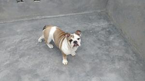 Bulldog Ingles en Venta