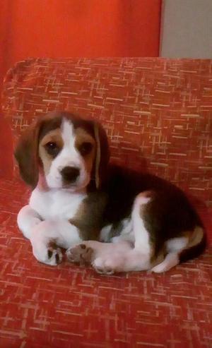 Cachorrita Beagle