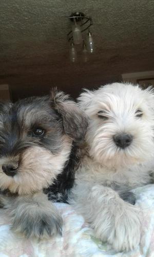 Cachorritos Schnauzer