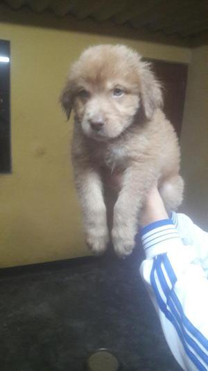 Cachorro Golden Retriever Macho