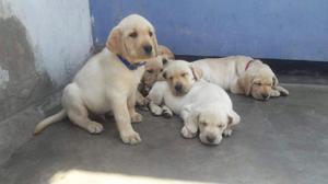 Cachorro Labrador 300 Soles