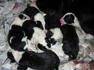 Cachorros Border collie Blanco y negro Perritos, crias