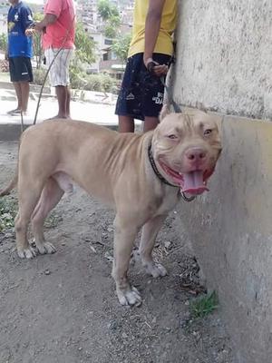 Cachorros pitbull