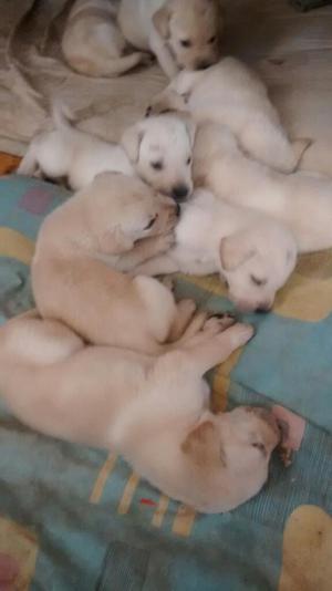 Cahorritos de Raza Labrador en Venta