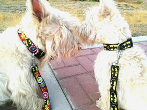 Correas para Perros