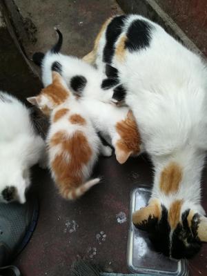 Doy en Adopción a Hermosos Gatitos