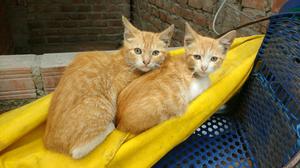 Doy en Adopcion Dos Hermosos Gatitos