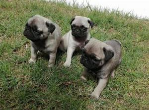 Hermosos Cachorros Pug