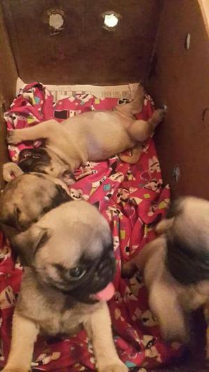 Hermosos Pug