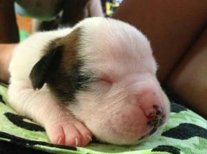 Jack Russell Ala Venta