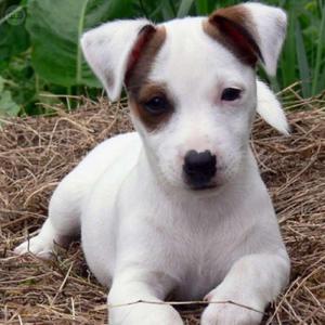 Jack Russell Terrier a Precio Regalado