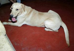 Labrador Retreiver