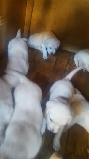 Labradores Cachorros