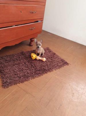 Lindo Cachorro Chihuahua Toy ✔ Original!