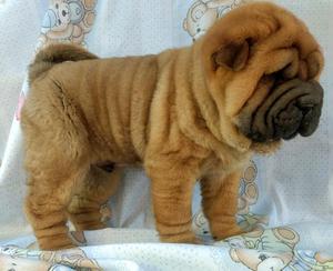 Lindos Sharpei