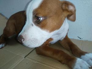 Pitbull Red Nose Cachorro