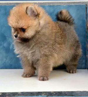 Pomerania Lulu Mini Toy.