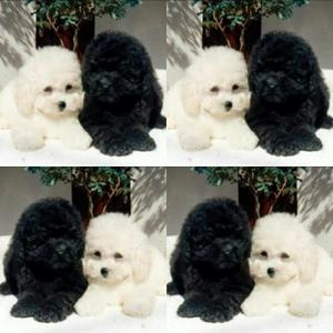 Poodle Micro Toy Negros Blancos Apricot