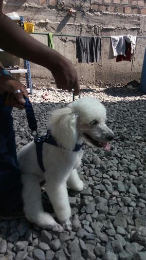 Poodle para Monta