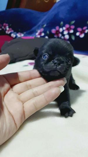 Pug Carlino Negrito