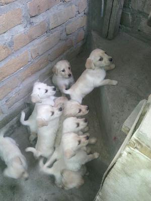 Se Vende Cachorros