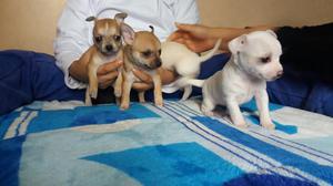 Se Vende Lindos Perritos