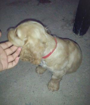 Se Vende Perritos Cocker Spaniel Ingles
