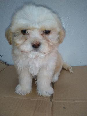 Shih Tzu Cachorro Hembra