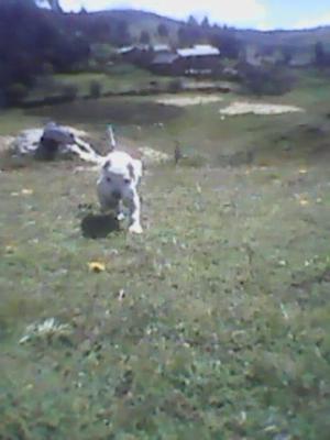 Un cachorro pitbull_Huancayo