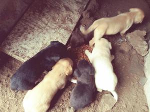 Vendo Cachorros