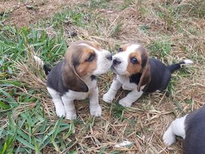 Vendo Cachorros Beagle