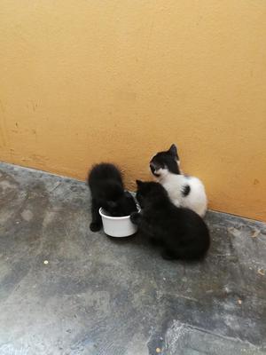 Vendo Tres Gatitos