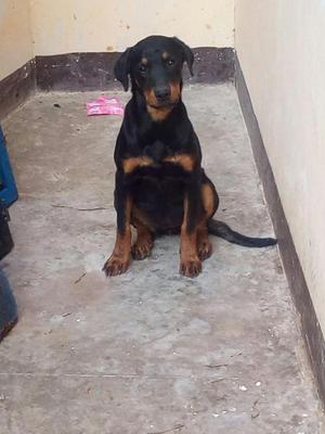 Vendo mi perrita Rotwailer 5 meses