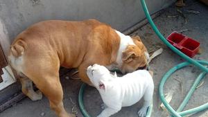 bulldog ingles hembra 2 meses
