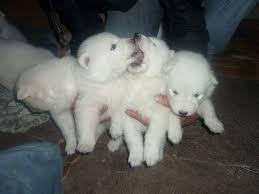 cachorritos hermosos samoyedo