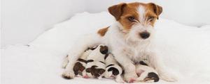cachorros Jack Russell