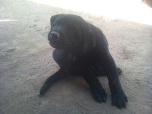 cachorros labrador en lima