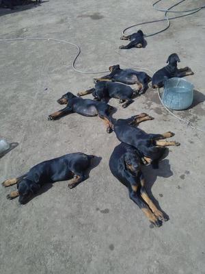 doberman chamaco en trujillo