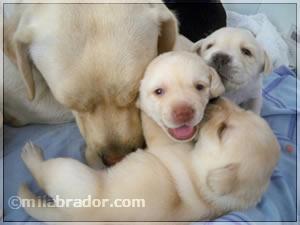 labrador color hueso y negritos bonitos cachorritos